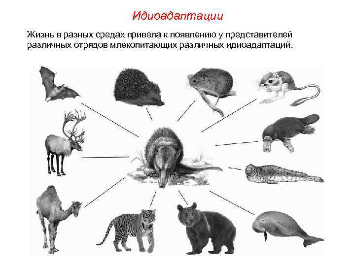 Идиоадаптации Жизнь в разных средах привела к появлению у представителей различных отрядов млекопитающих различных