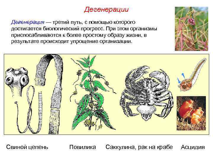 Дегенерации Дегенерация — третий путь, с помощью которого достигается биологический прогресс. При этом организмы