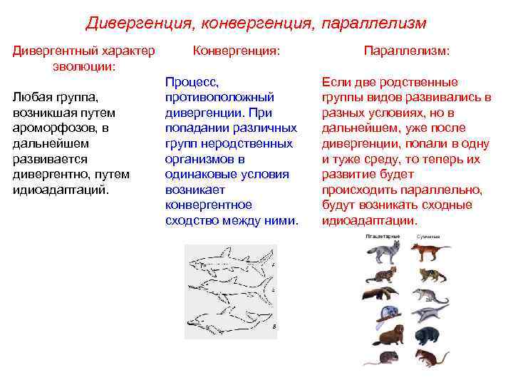 Дивергенция, конвергенция, параллелизм Дивергентный характер эволюции: Любая группа, возникшая путем ароморфозов, в дальнейшем развивается