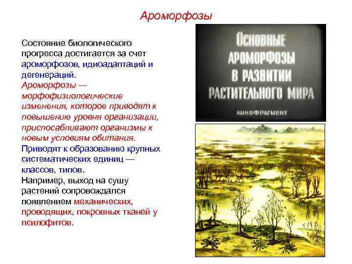 Ароморфозы Состояние биологического прогресса достигается за счет ароморфозов, идиоадаптаций и дегенераций. Ароморфозы — морфофизиологические