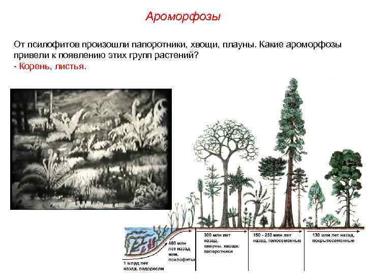 Ароморфозы От псилофитов произошли папоротники, хвощи, плауны. Какие ароморфозы привели к появлению этих групп