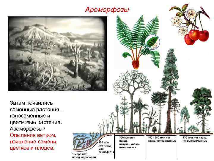 Ароморфозы Затем появились семенные растения – голосеменные и цветковые растения. Ароморфозы? Опыление ветром, появление