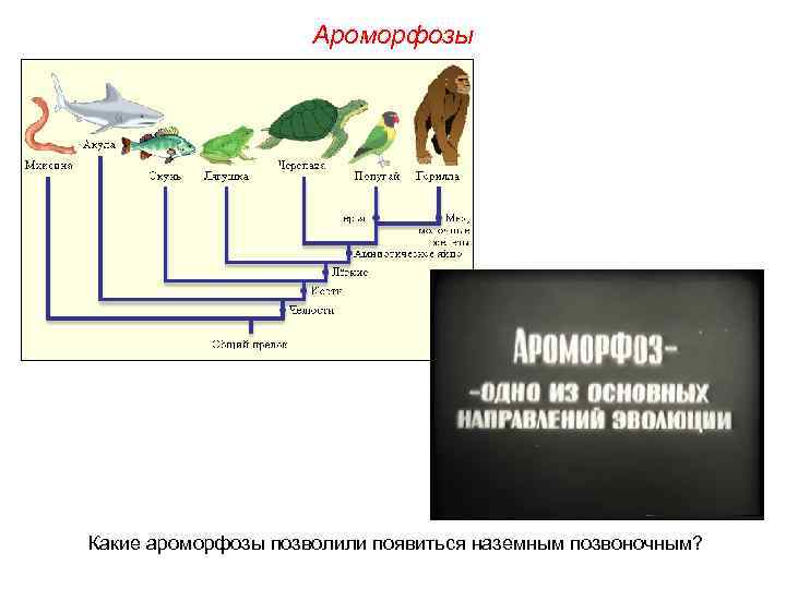 Ароморфозы Какие ароморфозы позволили появиться наземным позвоночным? 