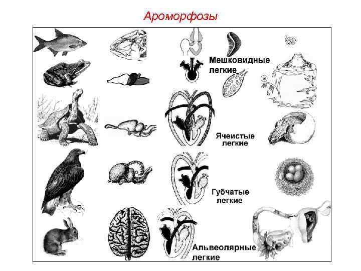 Ароморфозы 