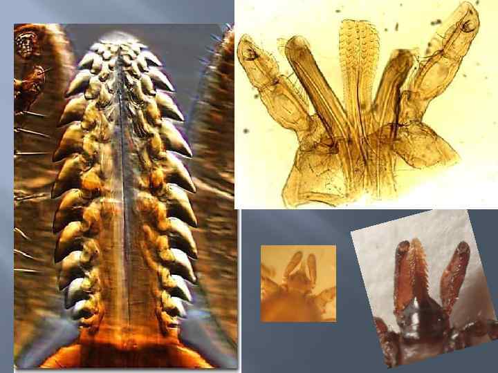 Ротовые органы клеща Ixodes 