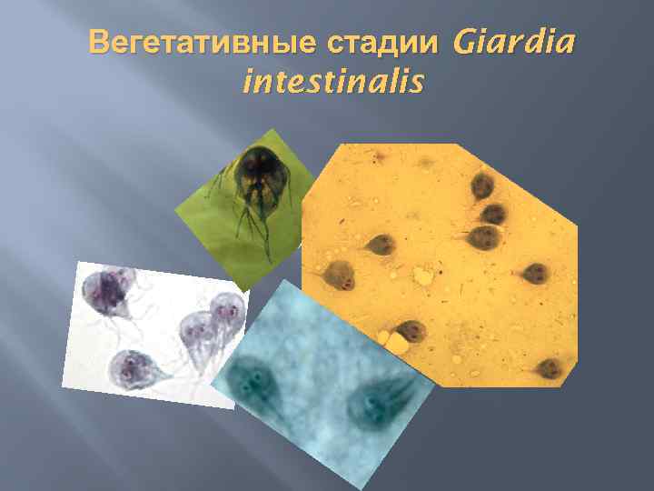 Вегетативные стадии Giardia intestinalis 