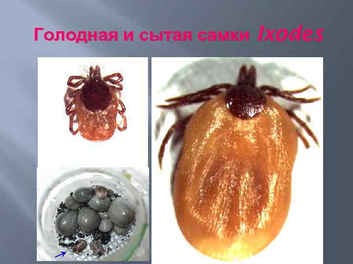 Голодная и сытая самки Ixodes 