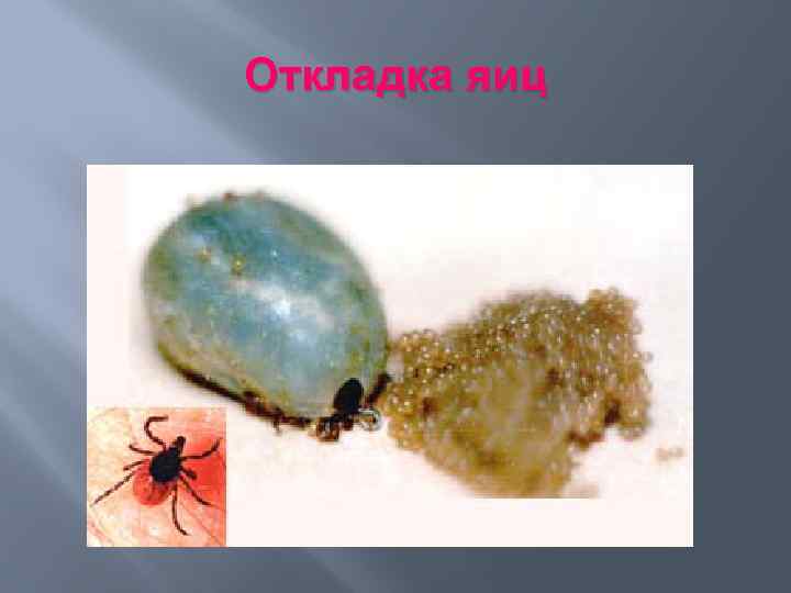 Откладка яиц 