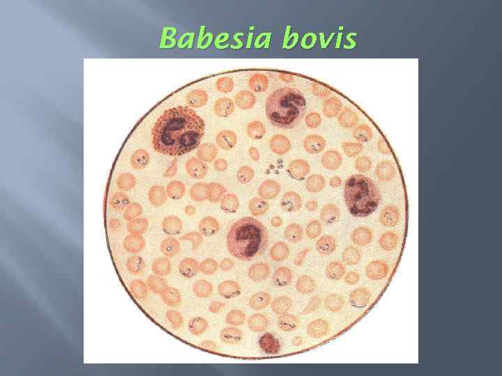ПРОТОЗООЗЫ ДИАГНОСТИКА ПРИ ПРОТОЗОЙНЫХ БОЛЕЗНЯХ Диагностика