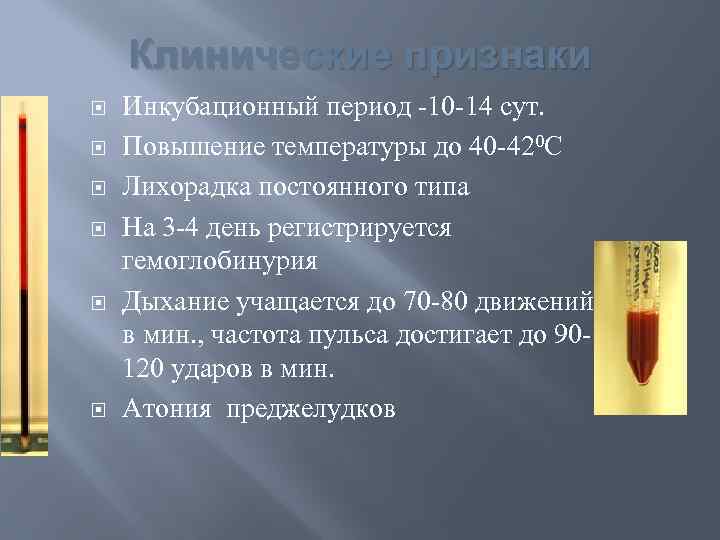 Клинические признаки Инкубационный период 10 14 сут. Повышение температуры до 40 420 С Лихорадка