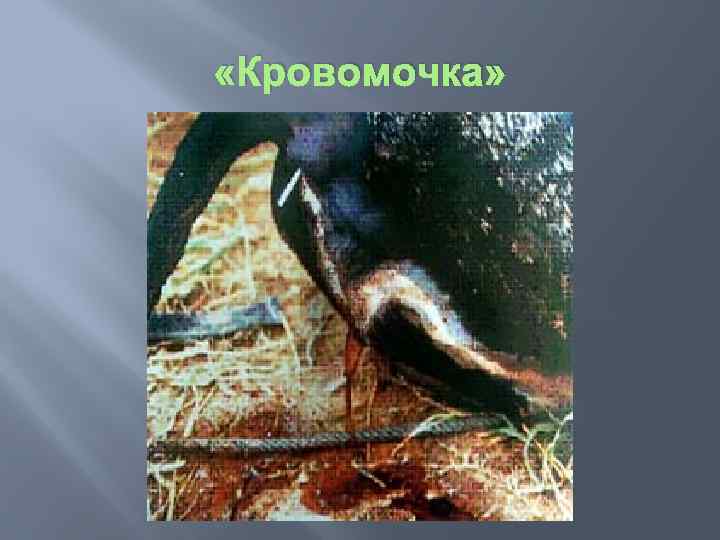  «Кровомочка» 