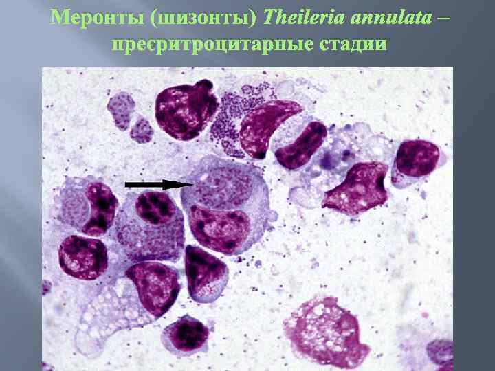 Меронты (шизонты) Theileria annulata – преэритроцитарные стадии 