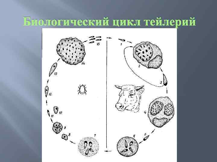 Биологический цикл тейлерий 