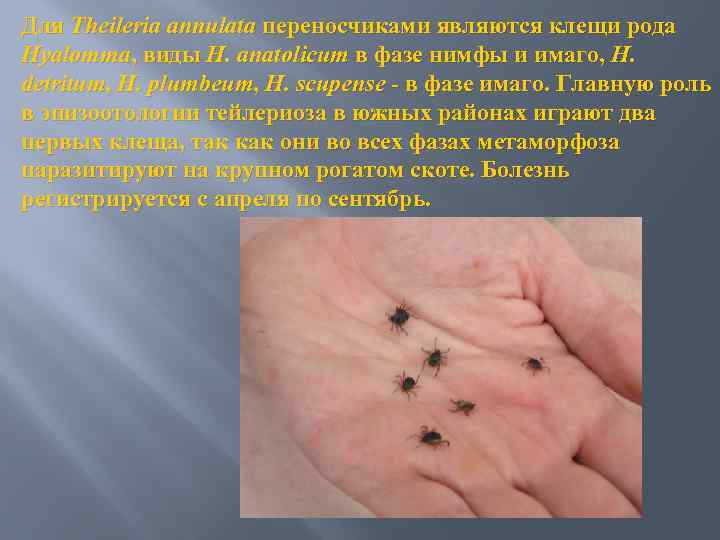 Для Theileria annulata переносчиками являются клещи рода Hyalomma, виды Н. anatolicum в фазе нимфы