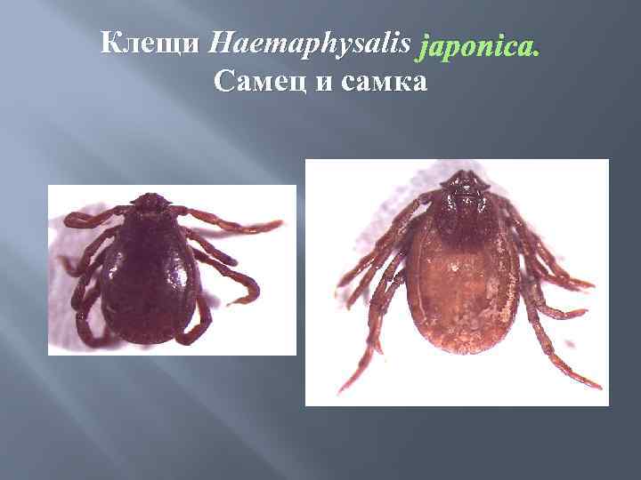 Клещи Haemaphysalis japonica. Самец и самка 