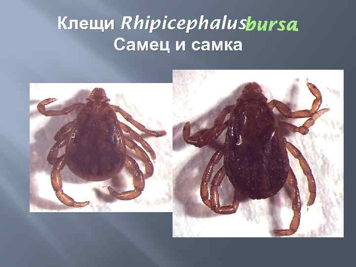 Клещи Rhipicephalusbursa. Самец и самка 