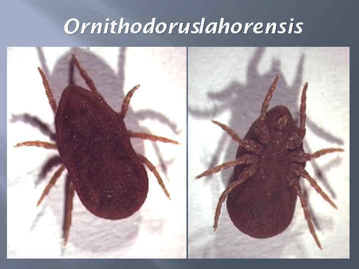 Ornithodoruslahorensis 