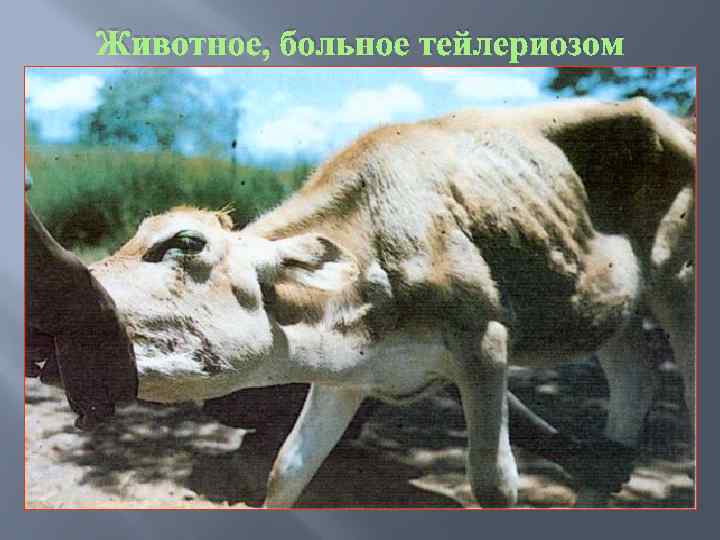 Животное, больное тейлериозом 