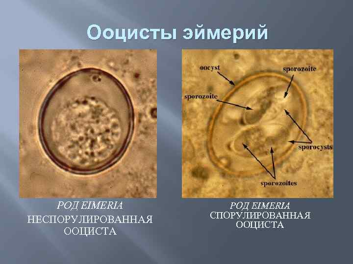 Ооцисты эймерий РОД EIMERIA НЕСПОРУЛИРОВАННАЯ ООЦИСТА РОД EIMERIA СПОРУЛИРОВАННАЯ ООЦИСТА 