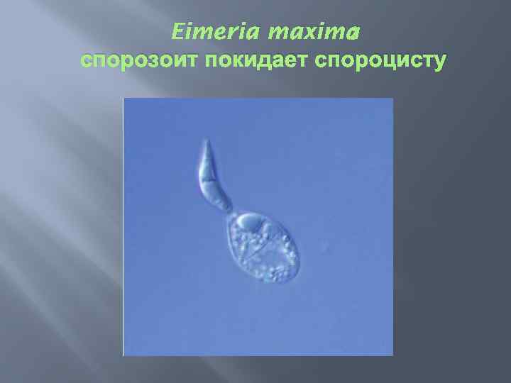 : Eimeria maxima спорозоит покидает спороцисту 