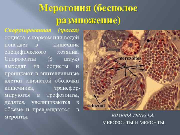 Мерогония (бесполое размножение) Спорулированная (зрелая) ооциста с кормом или водой попадает в кишечник специфического