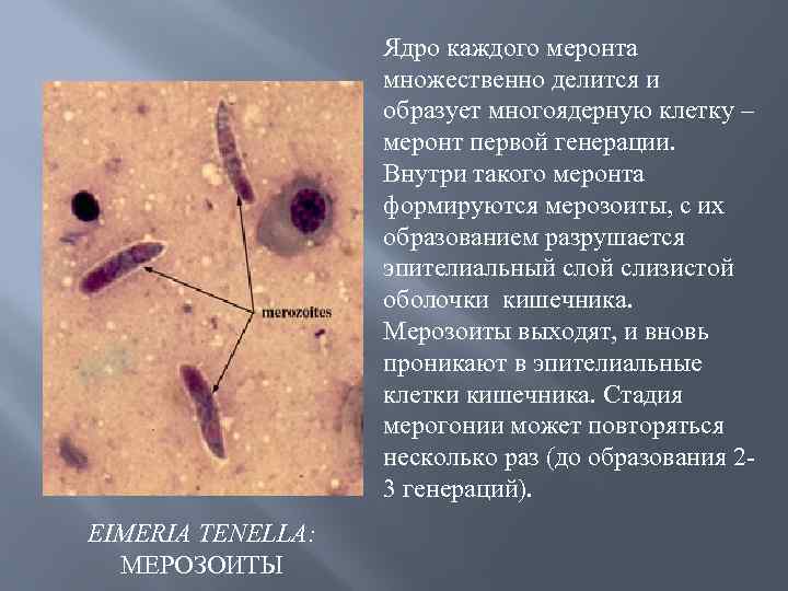 Ядро каждого меронта множественно делится и образует многоядерную клетку – меронт первой генерации. Внутри