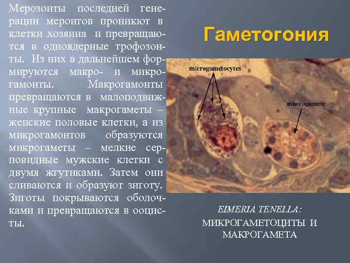 Протозоозы. Мерозоиты. Мерозоиты споровиков. Гаметогонии. Особенности протозойных клеток.