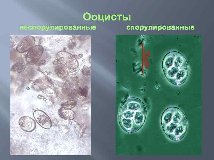 Ооцисты неспорулированные 