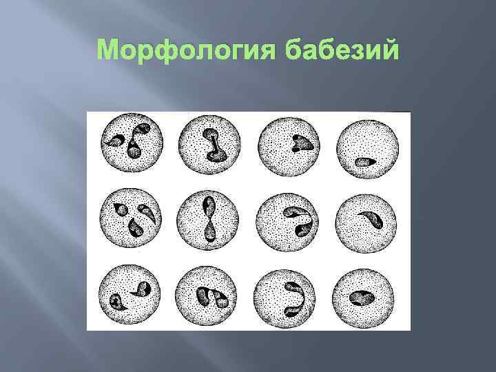 Морфология бабезий 