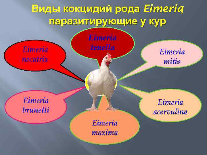 Виды кокцидий рода Eimeria , паразитирующие у кур Eimeria necatrix Eimeria tenella Eimeria mitis