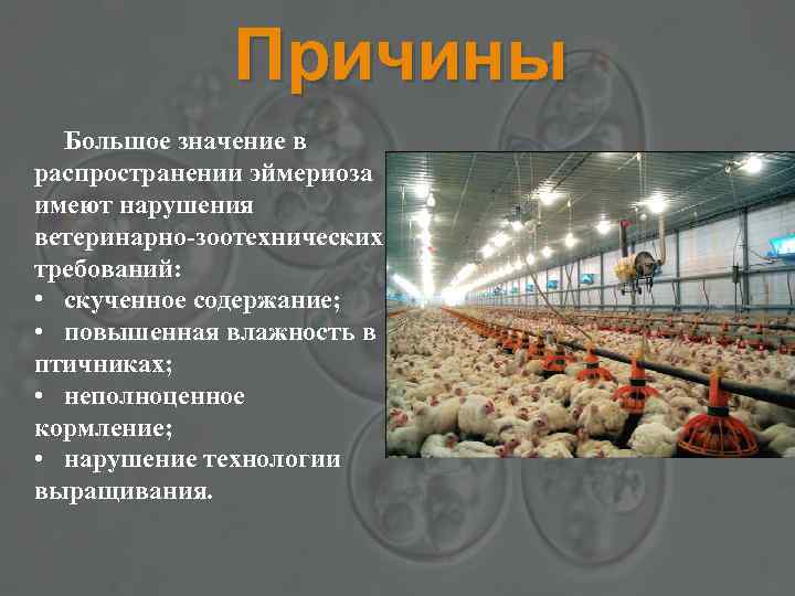 Причины Большое значение в распространении эймериоза имеют нарушения ветеринарно-зоотехнических требований: • скученное содержание; •