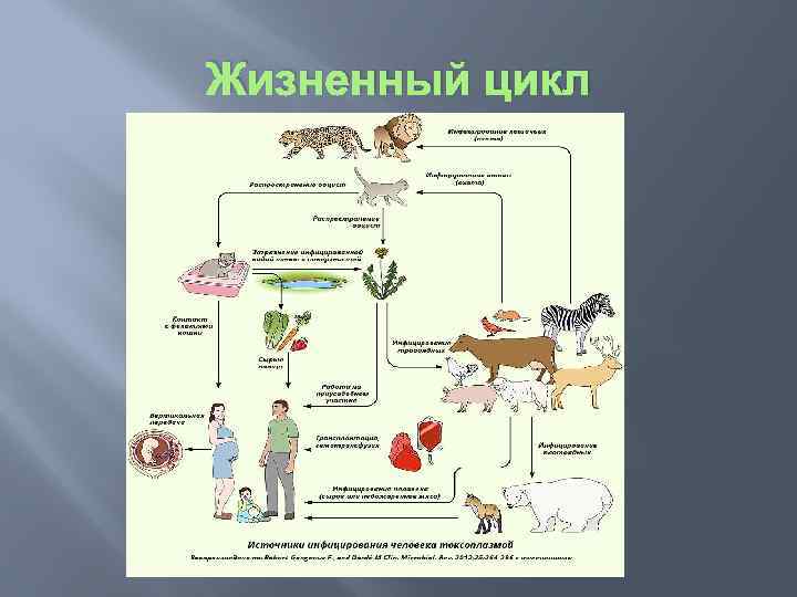 Жизненный цикл 