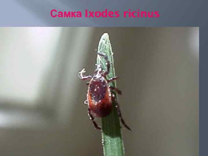 Самка Ixodes ricinus 