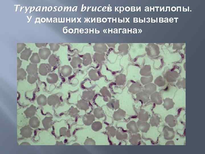 Trypanosoma brucei крови антилопы. в У домашних животных вызывает болезнь «нагана» 