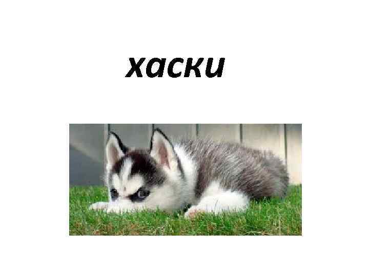 хаски 