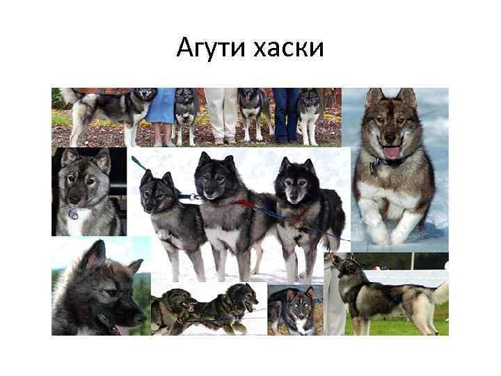 Агути хаски 