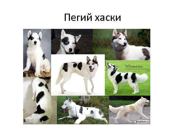 Пегий хаски 