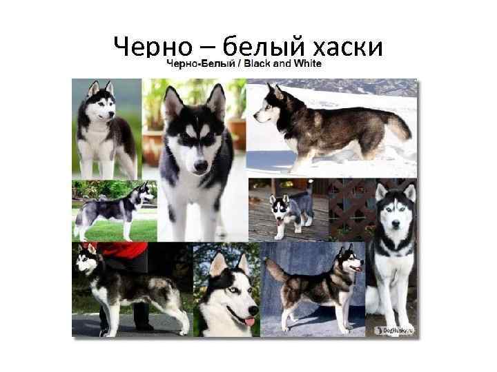 Черно – белый хаски 
