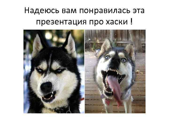 Надеюсь вам понравилась эта презентация про хаски ! 
