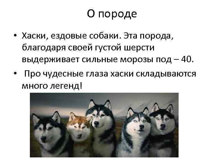О породе • Хаски, ездовые собаки. Эта порода, благодаря своей густой шерсти выдерживает сильные