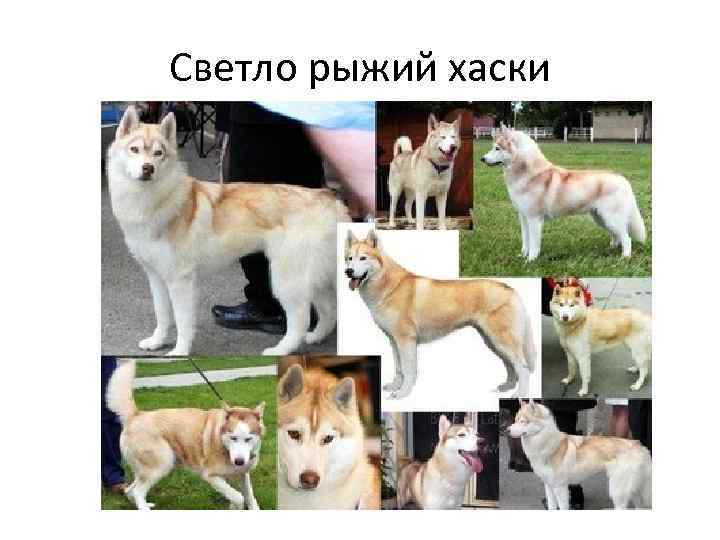 Светло рыжий хаски 