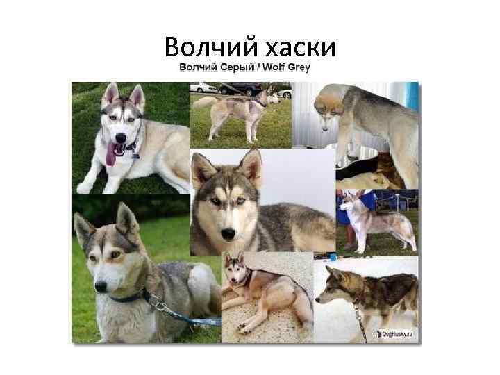 Волчий хаски 