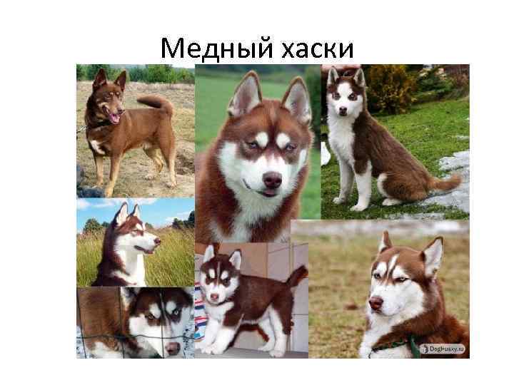 Медный хаски 