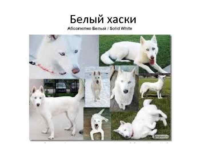 Белый хаски 