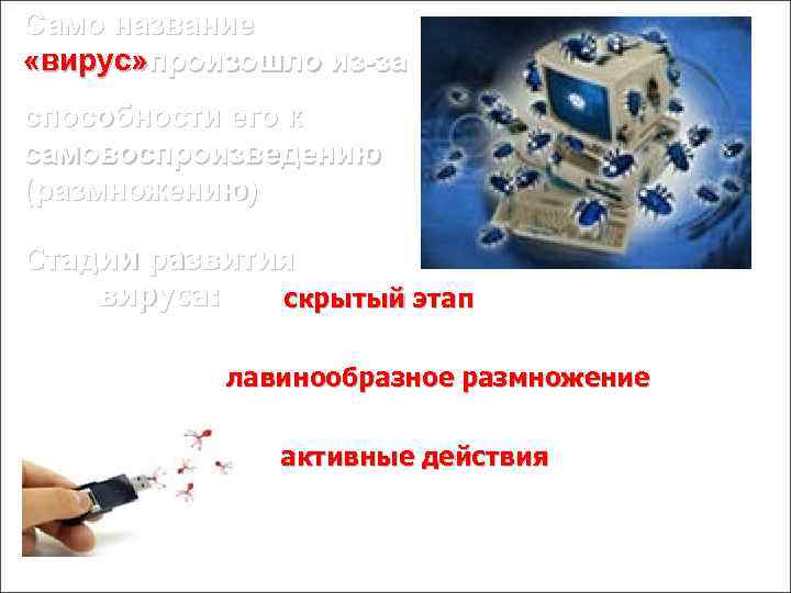 Само название «вирус» произошло из-за способности его к самовоспроизведению (размножению) Стадии развития вируса: •