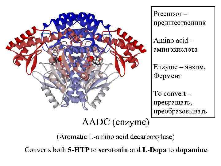 Precursor – предшественник Amino acid – аминокислота Enzyme – энзим, Фермент To convert –