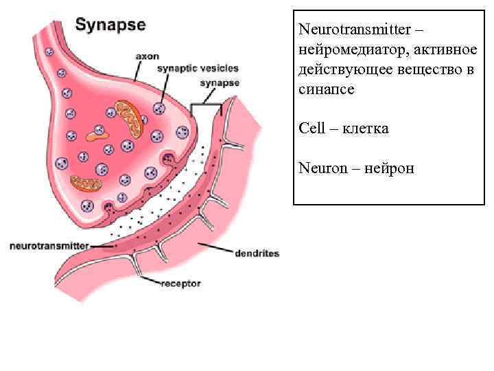 Neurotransmitter – нейромедиатор, активное действующее вещество в синапсе Cell – клетка Neuron – нейрон