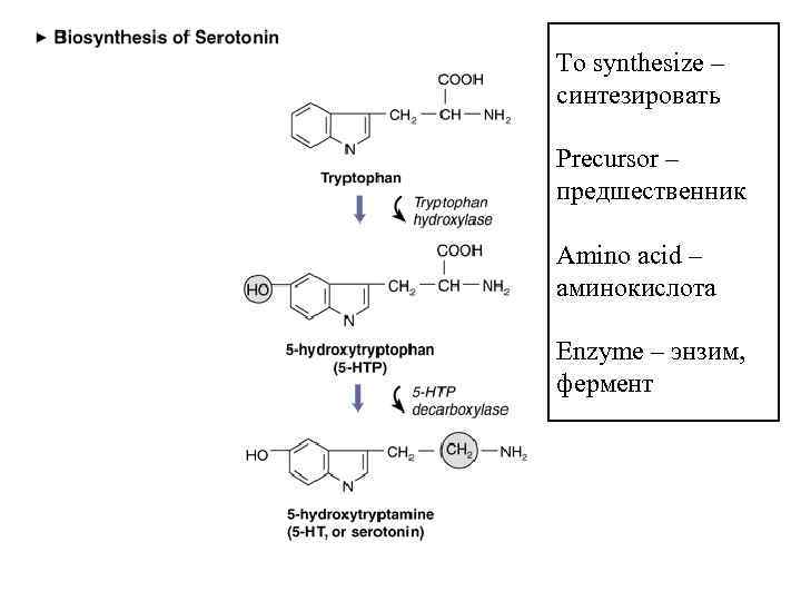 To synthesize – синтезировать Precursor – предшественник Amino acid – аминокислота Enzyme – энзим,