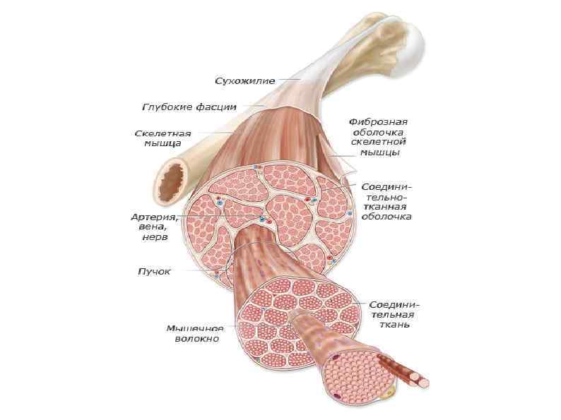 Фасции мышц. Фасции скелетных мышц. Оболочки скелетной мышцы. Фиброз скелетной мускулатуры.