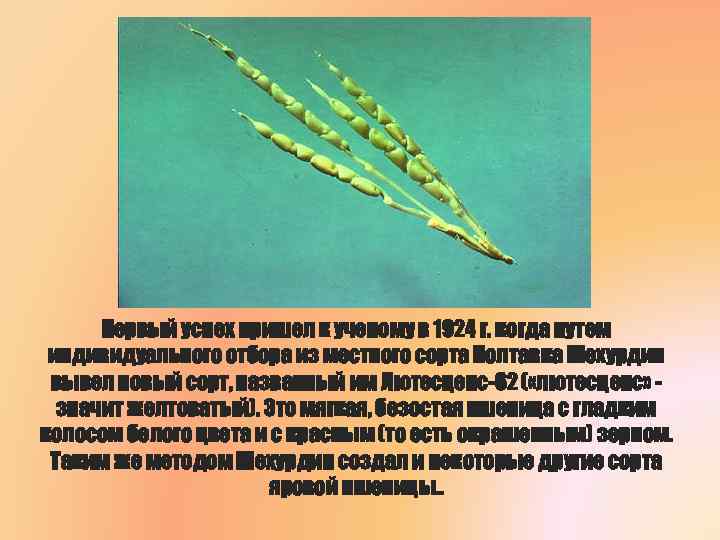 Первый успех пришел к ученому в 1924 г. когда путем индивидуального отбора из местного